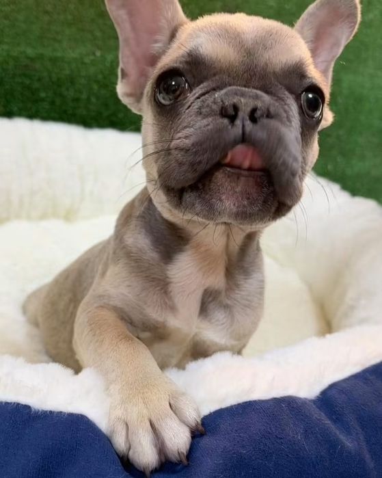 Bulldog francês  maravilhoso olhos verdes