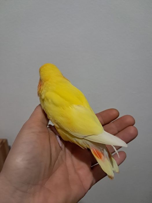 Agapornis roseicollis fêmea criada á mão
