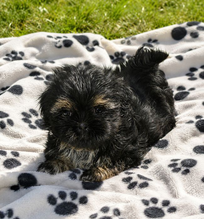 Shih Tzu  śliczny Piesek