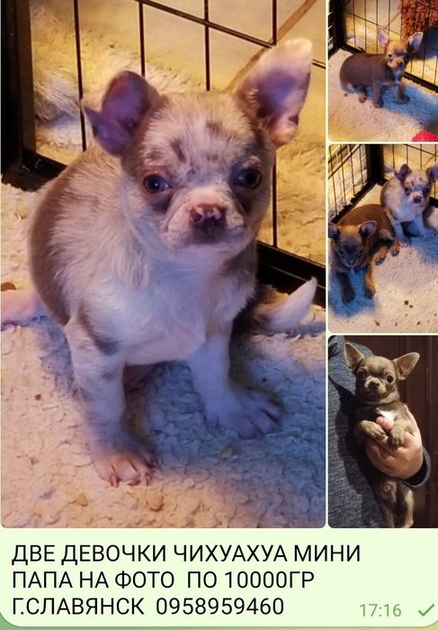 Цветная девочка чихуахуа