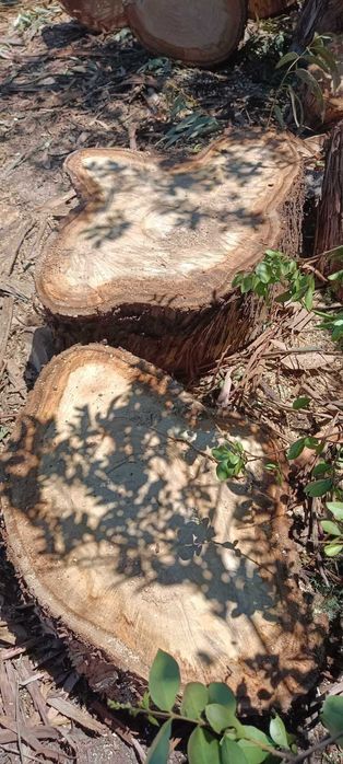 Vendo diversos Troncos de madeira de Eucalipto