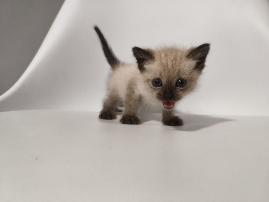 Gatinho para adoção responsável
