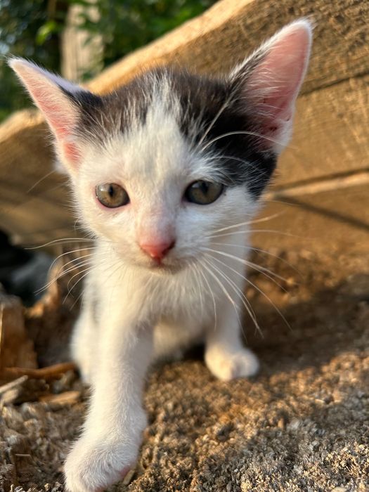 Кошенята шукають дім