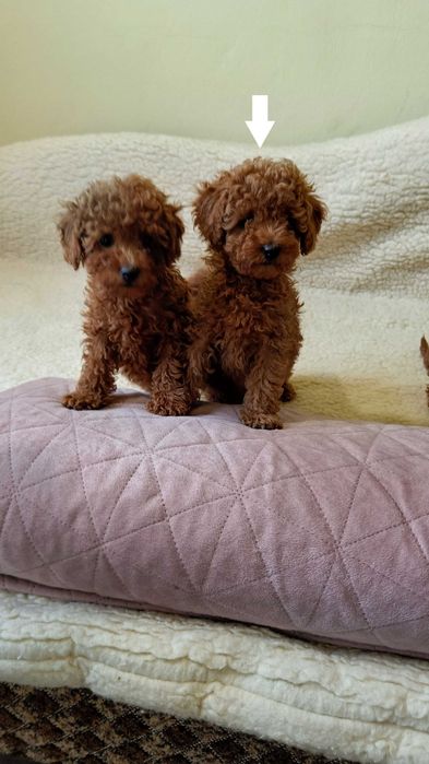 Pudel Toy Red Brown suczka