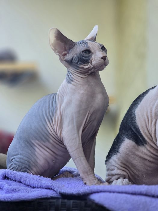 WCF DON Sphynx kotek