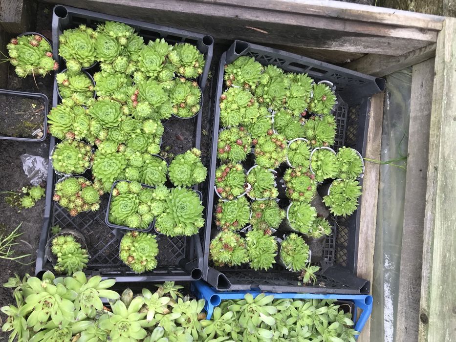 Кам‘яна роза, молодило