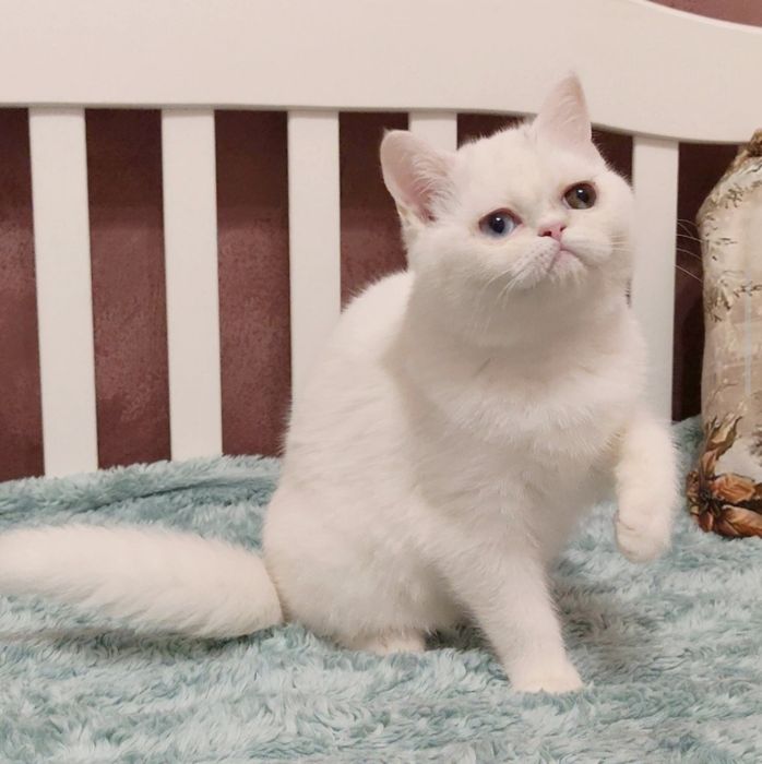 Шотландские и британские котята разноглазые! Невероятно редкие!