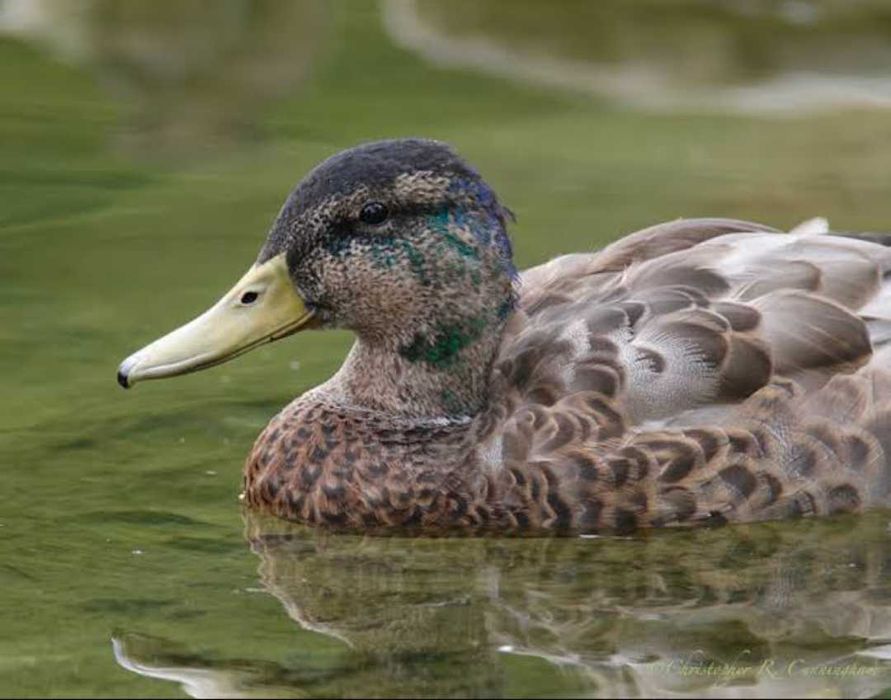 Vendo ou troco patos