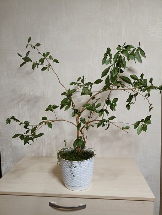 Брунфельсія Вчора Сьогодні Завтра/ велика рослина