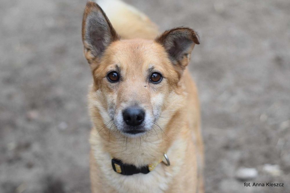 Kaki | 6 lat | 13 kg | pies do adopcji | Toruń