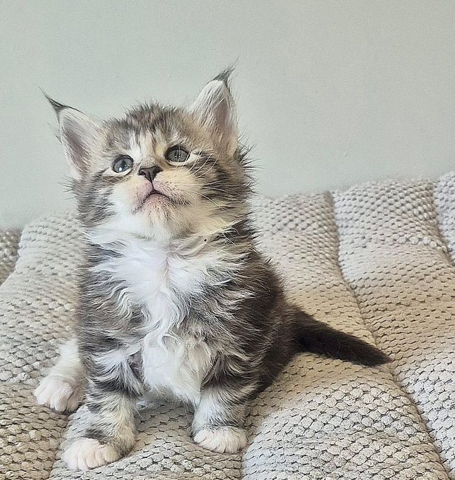 Srebrzysty z białym kocurek Maine coon!!!