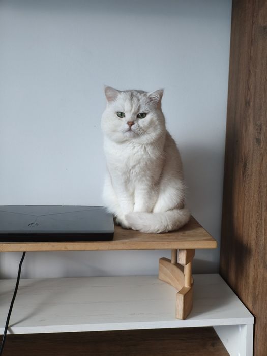 В'язка  чемний кіт шукає наречену