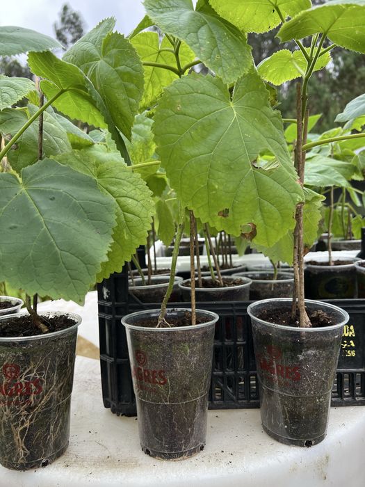 Paulownia elongata