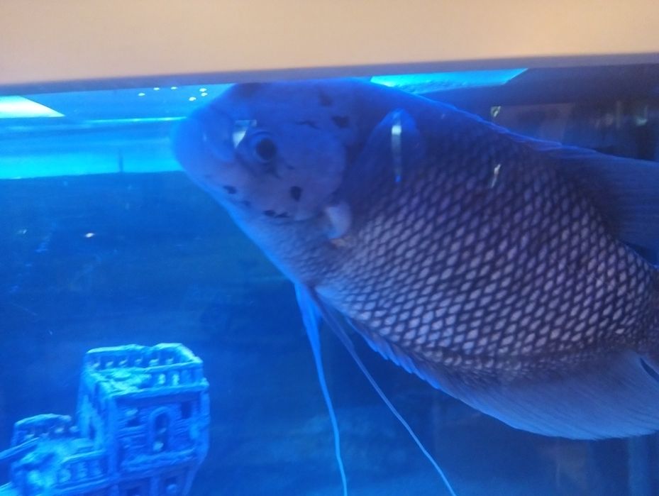 Grumi gigante, muito lindo