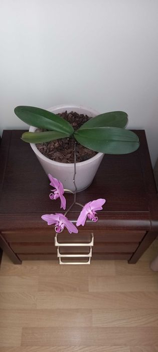 Орхидея лиловая маленькая