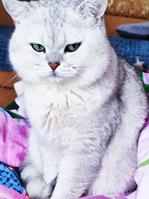 В*язка котів британська серебристс шиншила