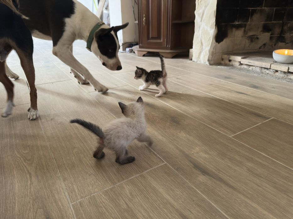 Procuram-se famílias responsáveis para 5 gatinhos bebés