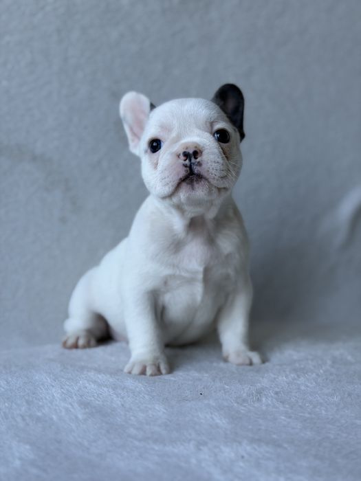 Przepiękna Sunia  Buldog Francuski