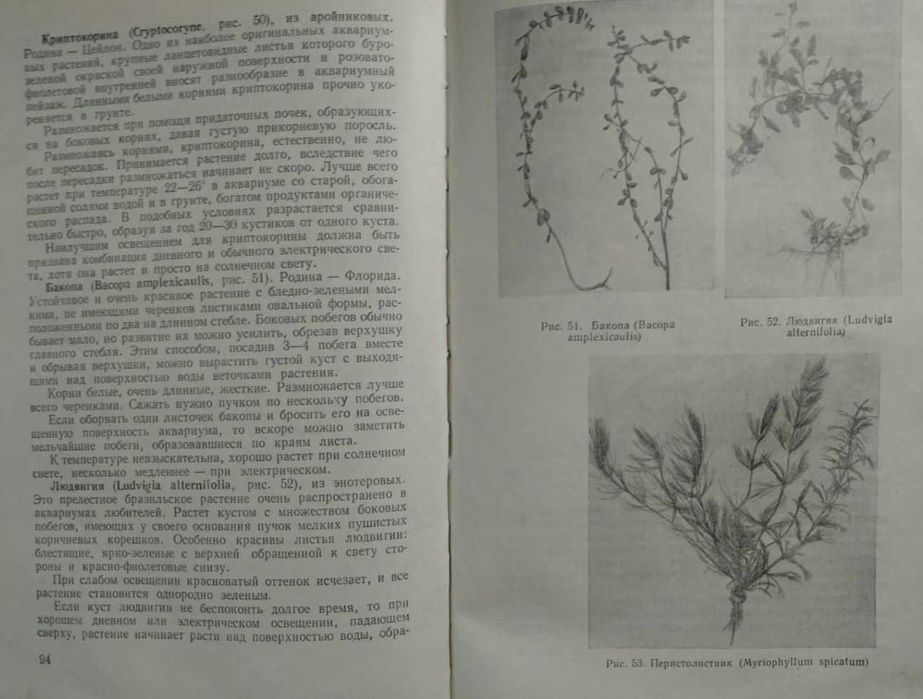 Комнатный аквариум, 1957. Пешков