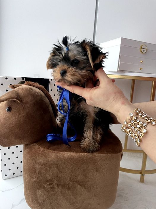 VIP Йорки — Доставка по Україні та Європі  з любовю