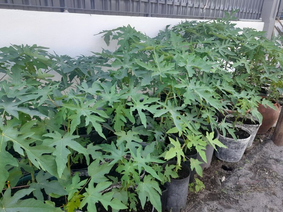 Pes de mamoes varios tamanhos