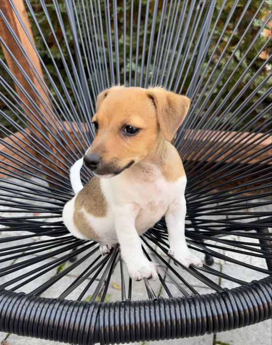 Jack Russell Terrier
