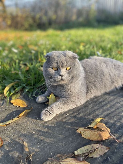 Британець Кіт для в'язки чистокровний