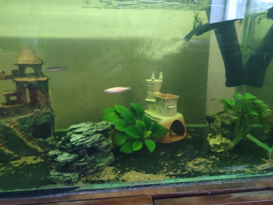 Аквариум с рыбками