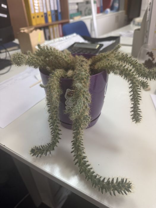 Ріпсаліс, Дефінбахія, Фикус Бенджамина