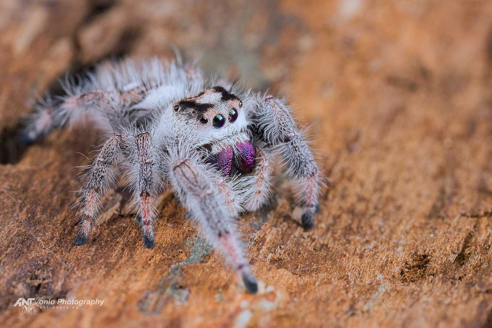 Skakun Phidippus regius Everglades L2/3