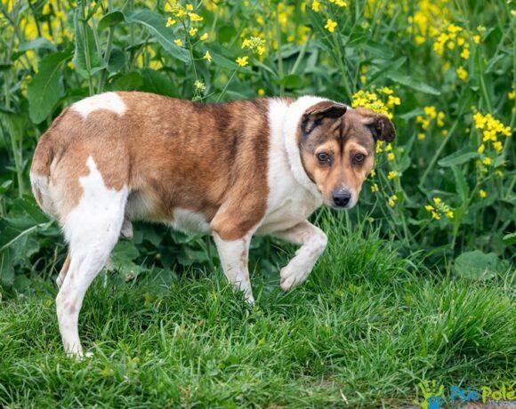 Psiak MAZGAJ rozgląda się za domkiem!