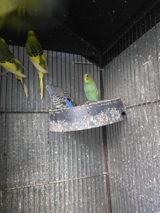 Papugi papuga falista samce samice, Standart