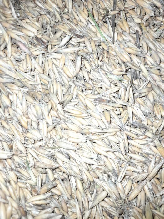 owies bingo suchy dobrej jakości