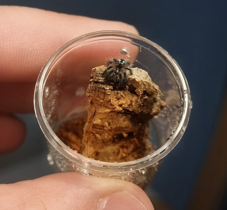 Typhochlaena seladonia L1