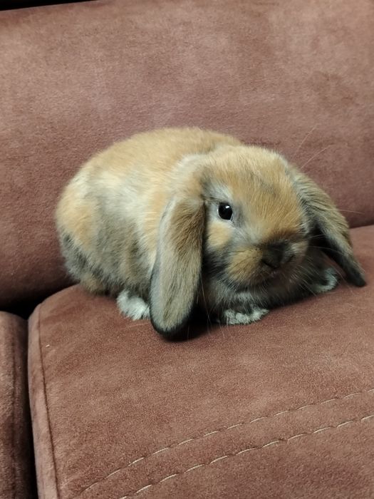 Mini lop z domowej hodowli