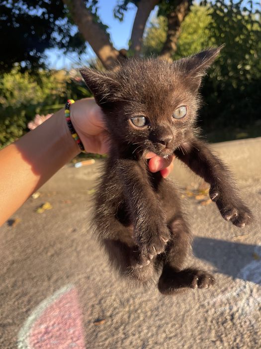 Oferta de gatinhos para adoção