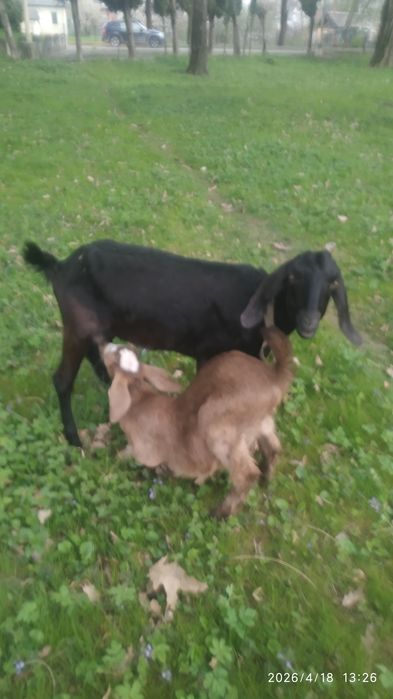 Англонубійська коза