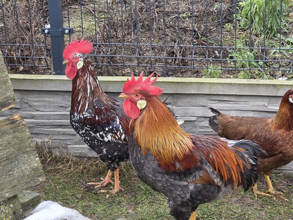 Koguty włoszki włoszka kuropatwiane porcelanowe