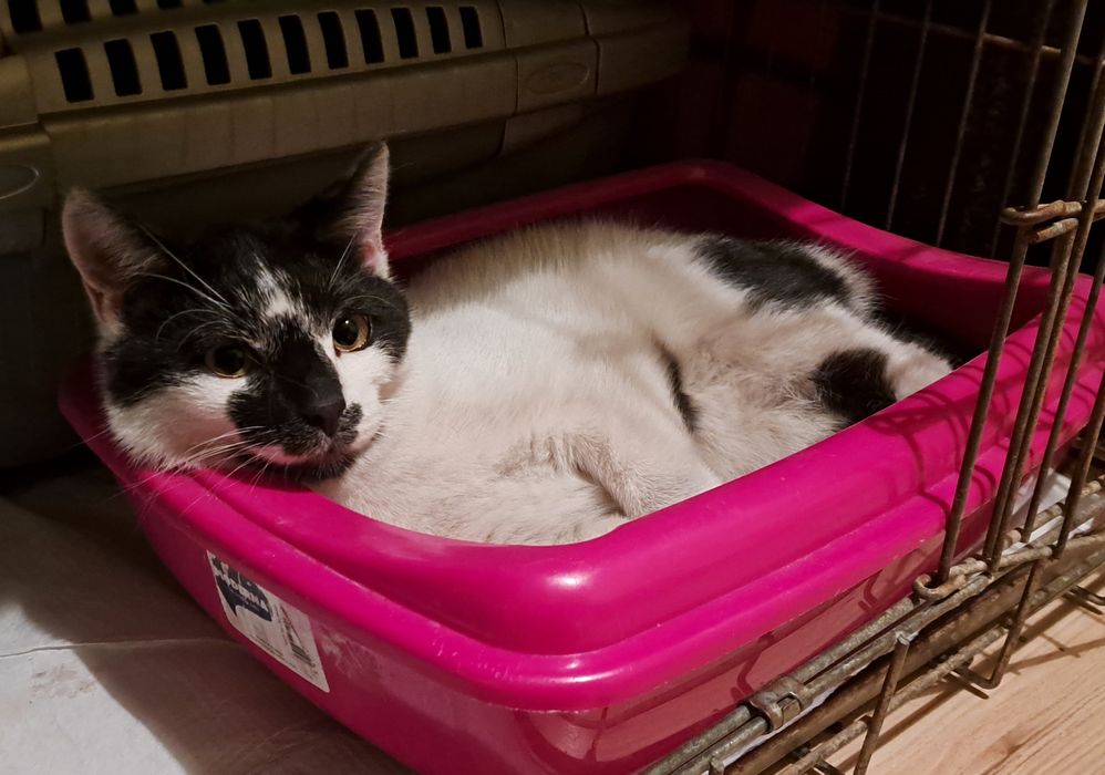 Młody kocurek szuka domu