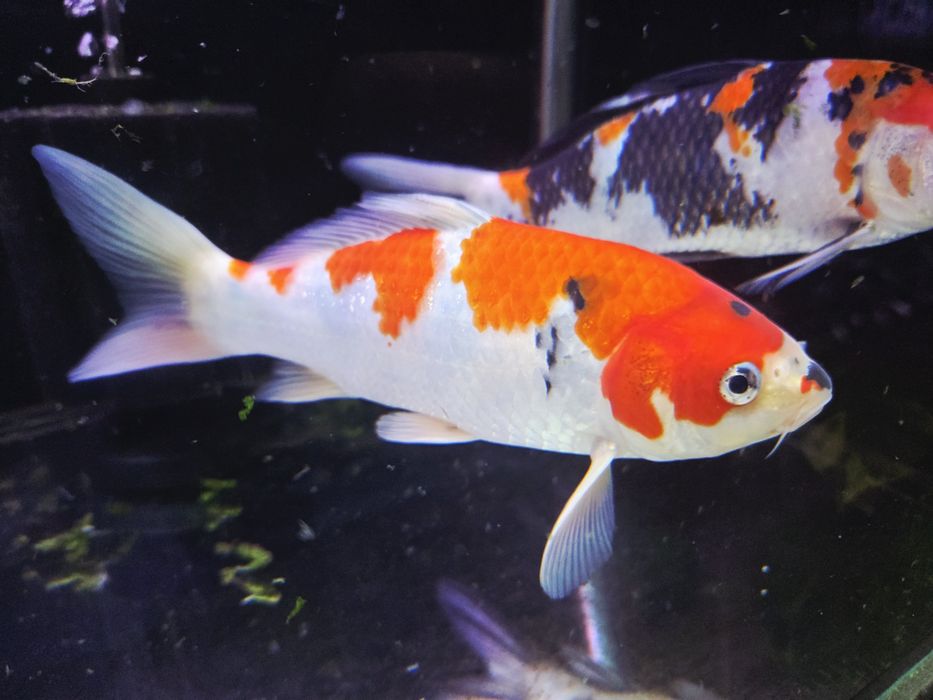 Karpie koi Showa i sanke 20-25cm