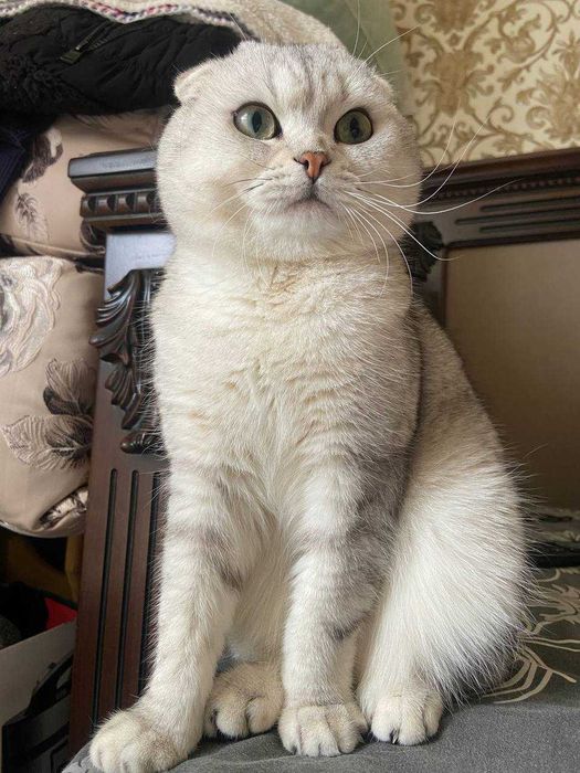 Висловухий шотландський кіт на в’язку. Окрас срібна шинишила.