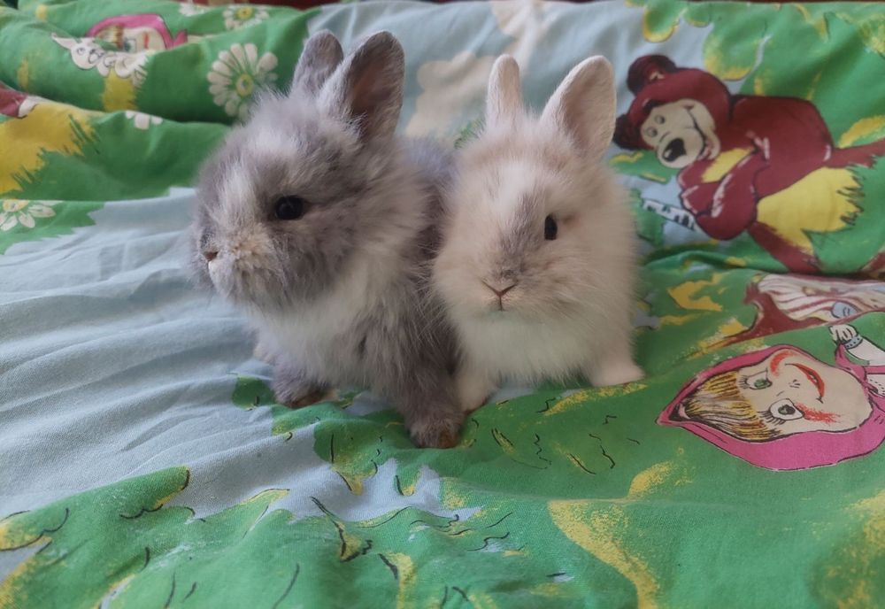 Декоративні кролики