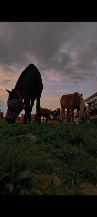 Sprzedam zamienię ładnego konia