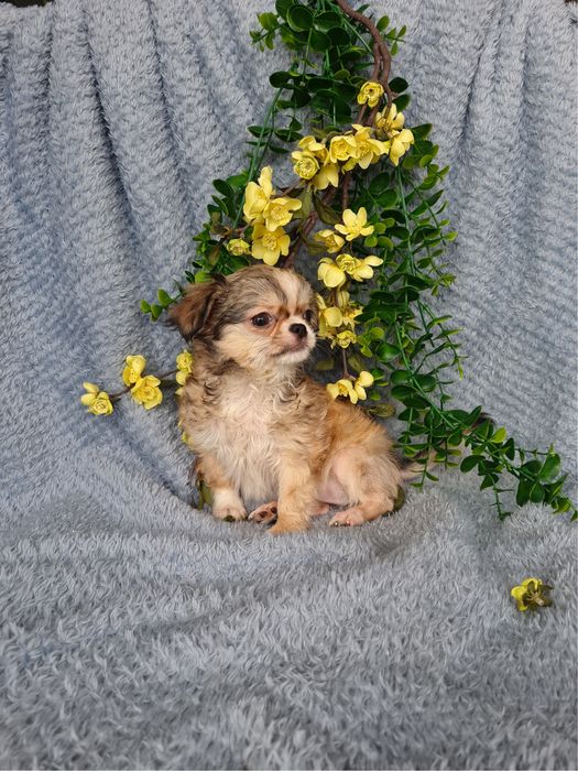 Excelente super mini menina pelo comprido Chihuahua/Chiuaua de Qualidade, Linhagem Russa