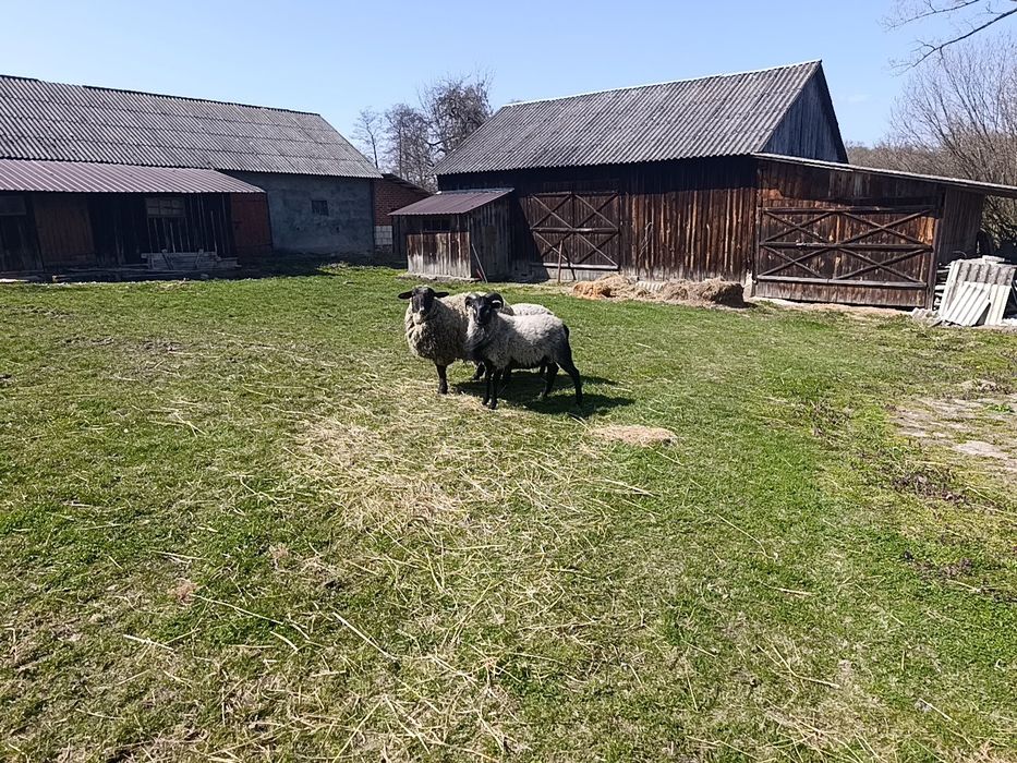Owce, Jagnięta, czarnogłówka
