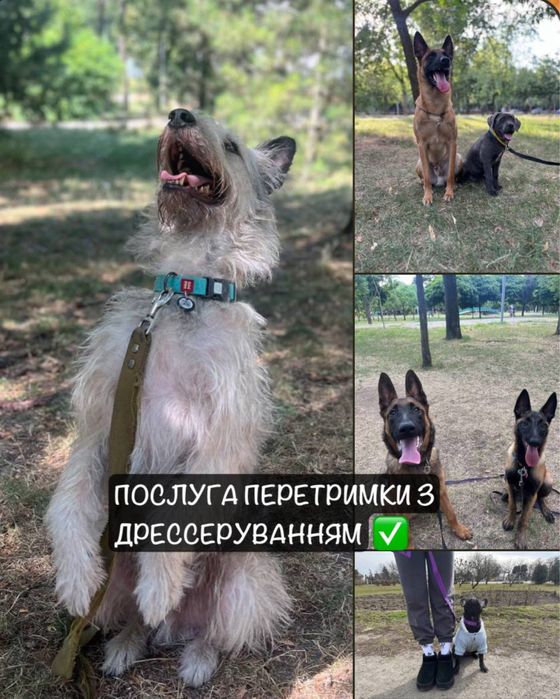 Перетримка Передержка для собак