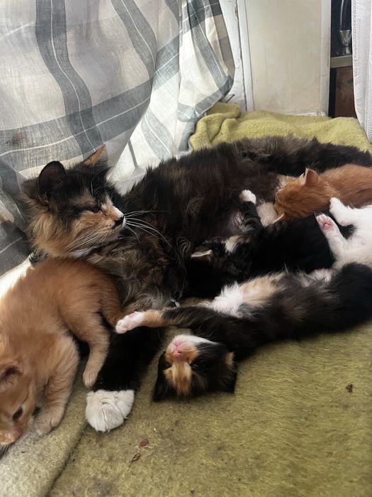 Отдам котят бесплатно
