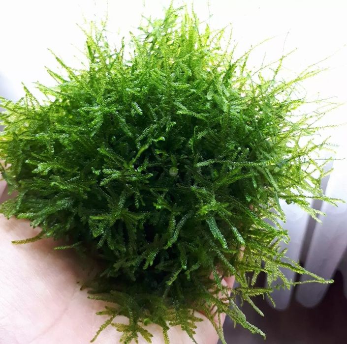 Mech akwariowy roślina Tajwan Moss Java Moss