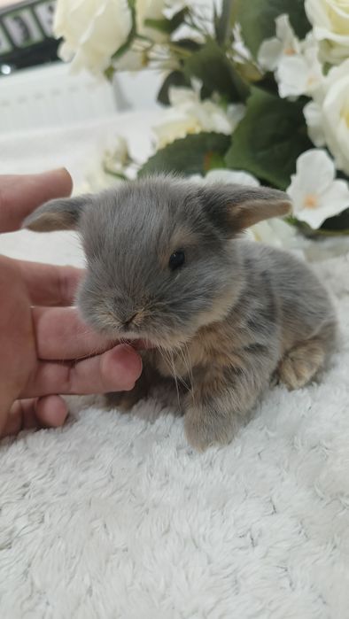 Mini lop króliki karzełek miniaturka baranek