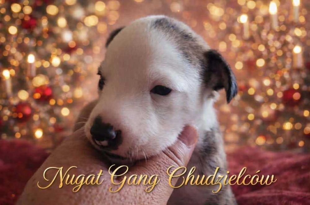 Whippet Nugat piekny pies